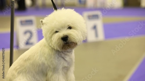the dog on the show is waiting for its entry into the ring
