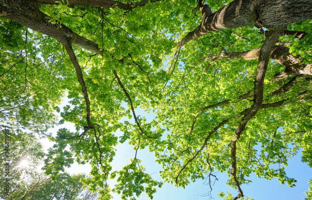Fototapeta premium Look up into a beautiful green leaf canopy of high deciduous oak trees with lush foliage against clear blue sky with the sun. Seen in Germany in May.