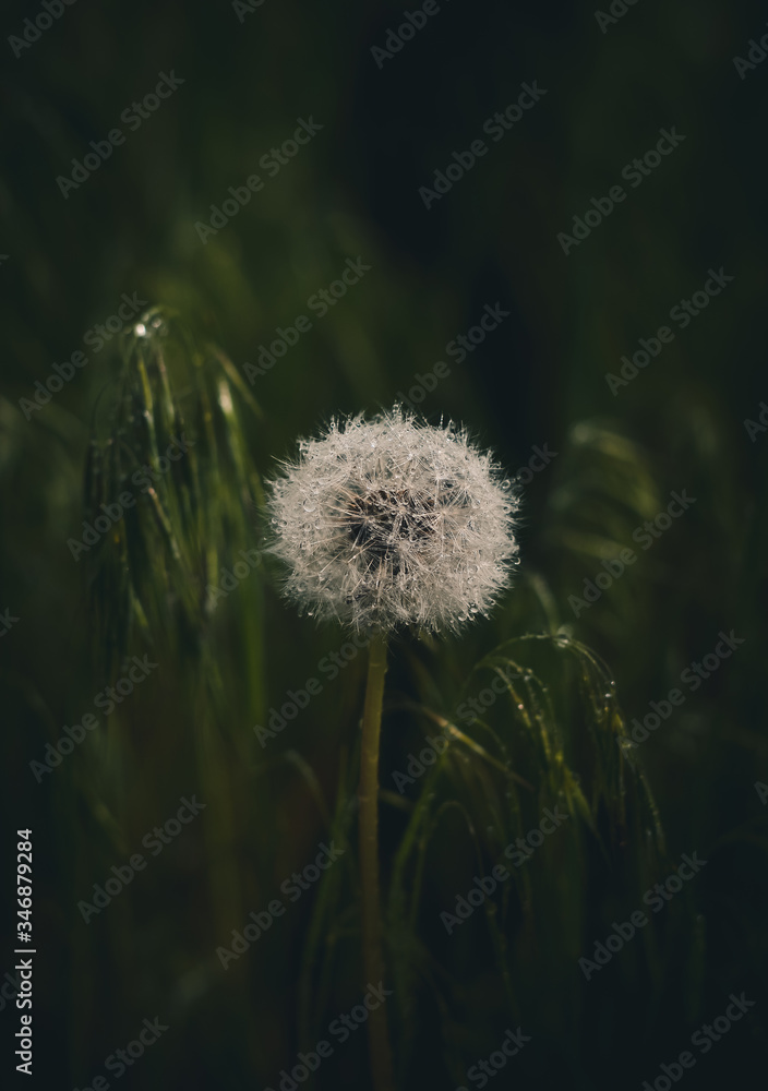 dandelion in the grass