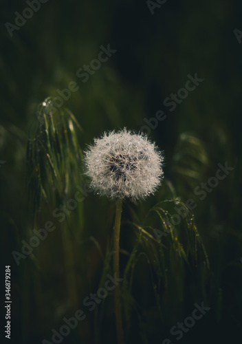 Obraz na płótnie dandelion in the grass w salonie