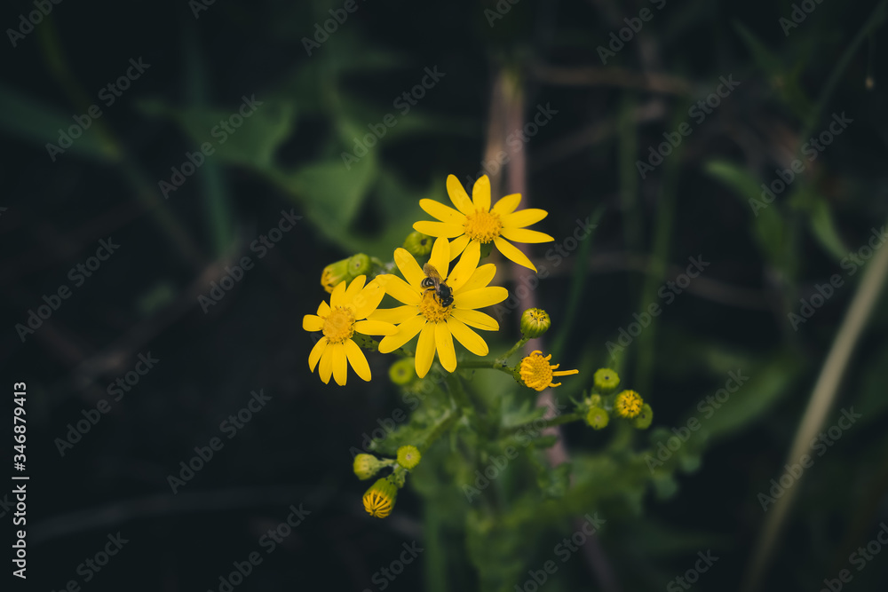 yellow flowers on a green background