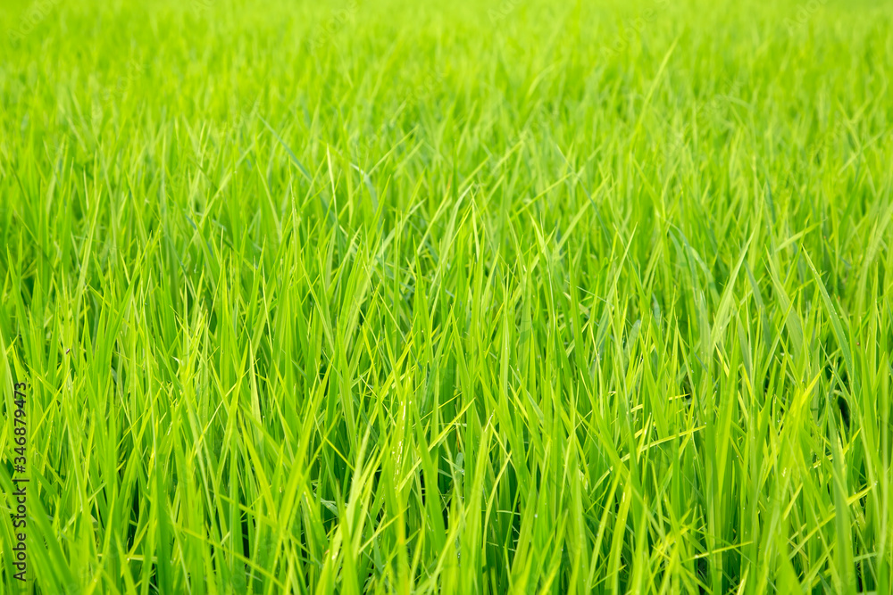The green rice plant in the morning with drop of water. Fresh green grass in the morning in the countryside of Thailand. Can use for add text and abstract background. The green rice plant in the morning with drop of water. Fresh green grass in the morning in the countryside of Thailand. Can use for add text and abstract background.