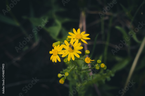 Obraz na płótnie yellow flowers on a green background w salonie