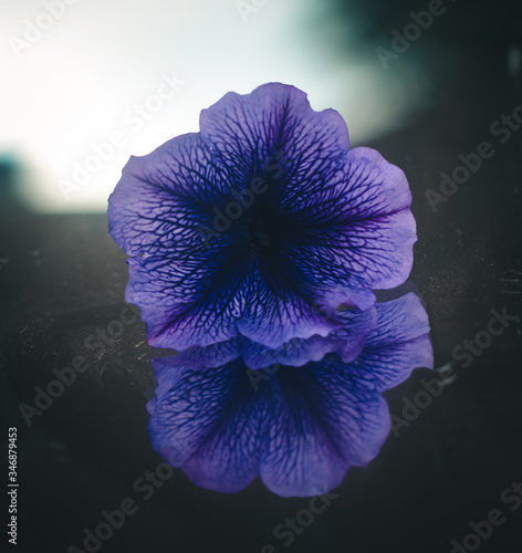 blue flower on a black background