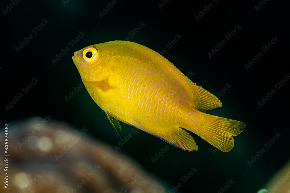 yellow lemon damsel damselfish fish yellow lemon damsel damselfish fish