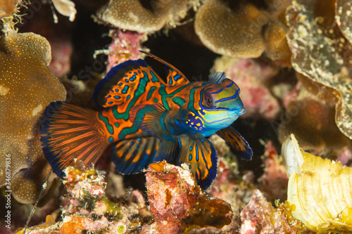Photos mandarinfish fish dragonet ornate pattern