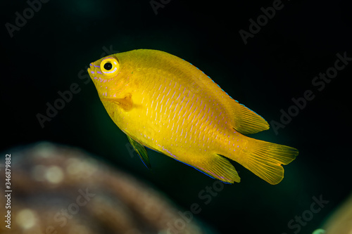 yellow lemon damsel damselfish fish