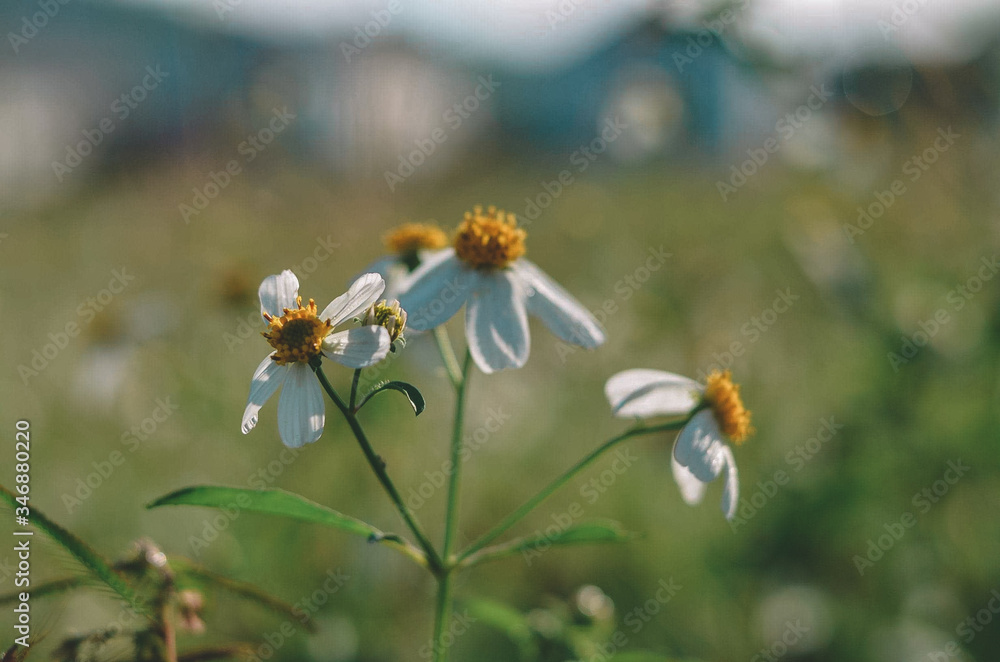a wild flower wants the sun a wild flower wants the sun