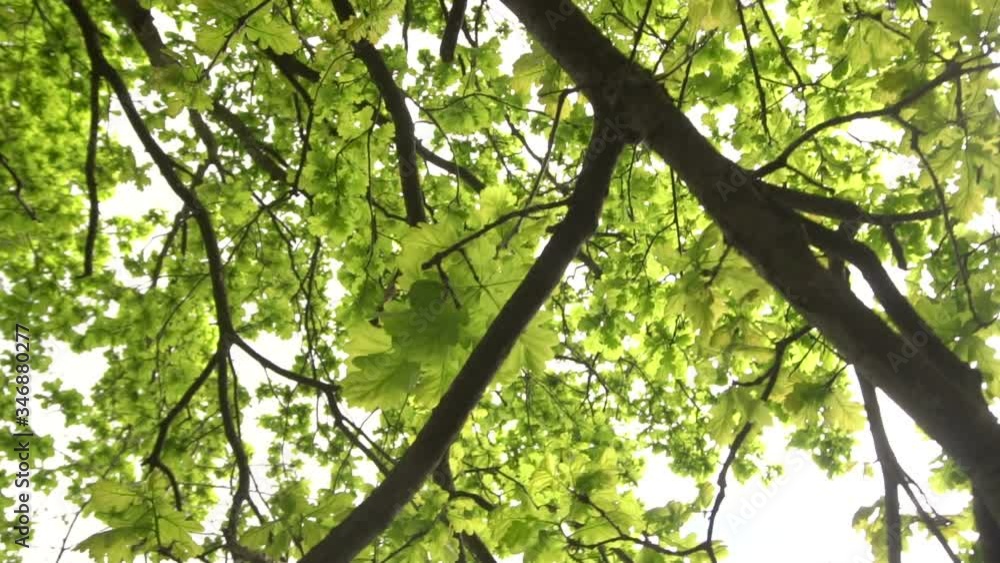 young oak leaves in spring
