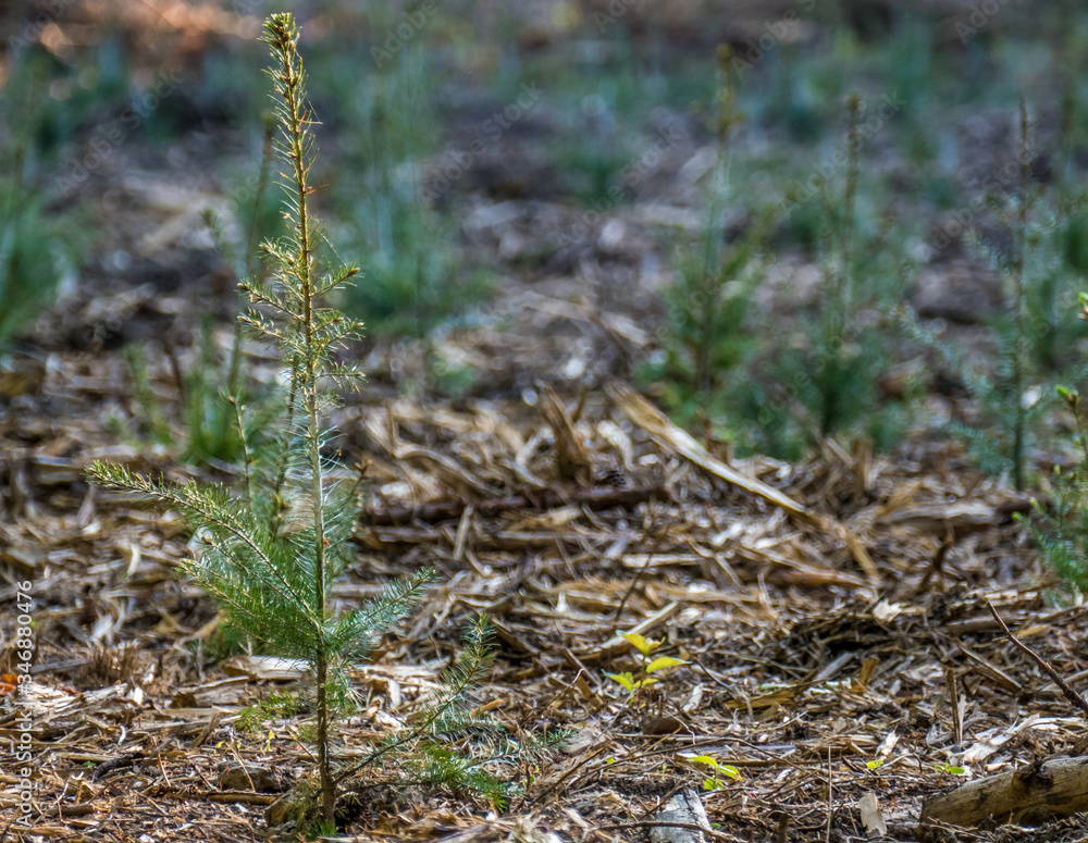 Wiederaufforstung nach Kahlschlag im Mischwald Wiederaufforstung nach Kahlschlag im Mischwald