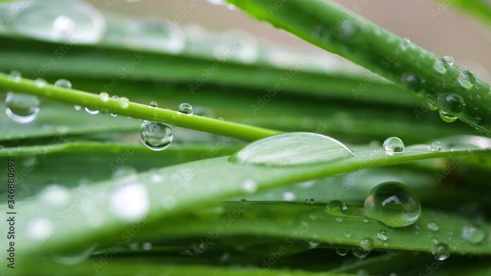 Green grass in nature with raindrops Green grass in nature with raindrops