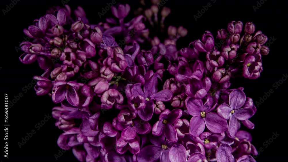 Lilac Flowers Bloom In Time Lapse on a Black Background. Beautiful Fragrant Opening Violet Flower Close up as Nature Blooming Backdrop Lilac Flowers Bloom In Time Lapse on a Black Background. Beautiful Fragrant Opening Violet Flower Close up as Nature Blooming Backdrop