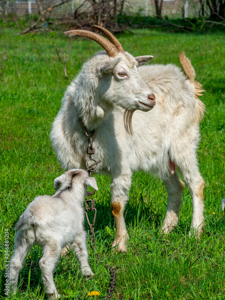 A white goat on a chain stands with a young kid on the green grass A white goat on a chain stands with a young kid on the green grass