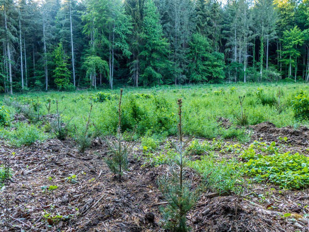 Wiederaufforstung nach Kahlschlag im Mischwald Wiederaufforstung nach Kahlschlag im Mischwald