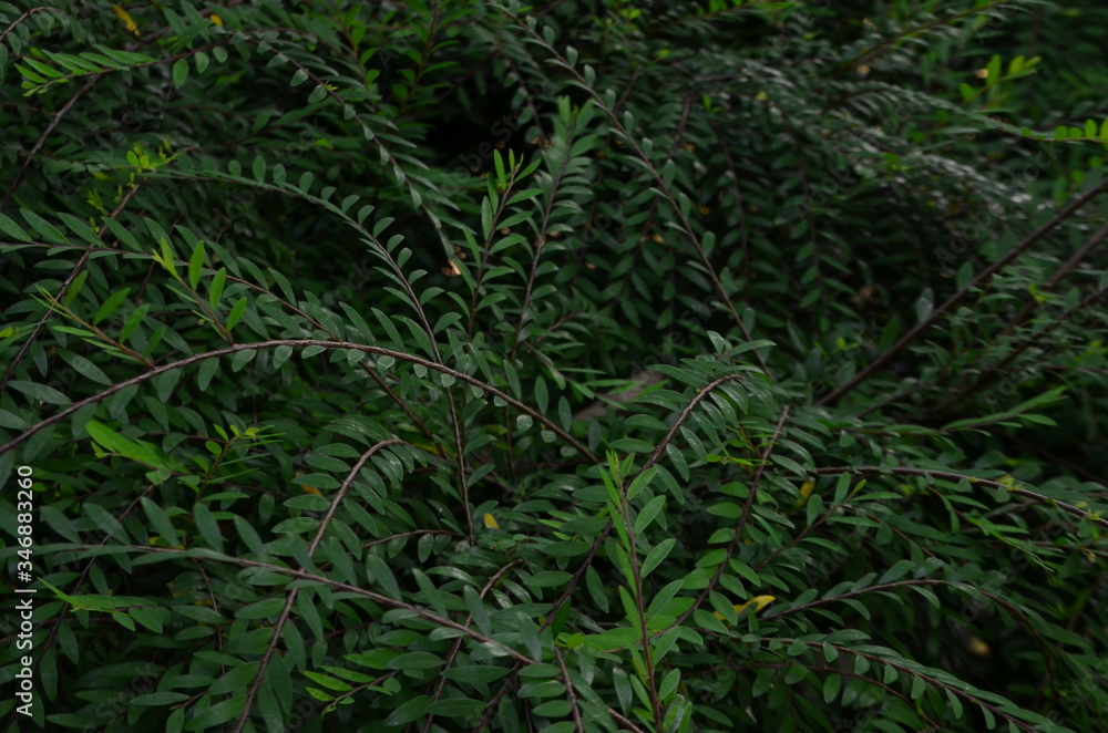 Green leaf texture. Leaf texture background Green leaf texture. Leaf texture background