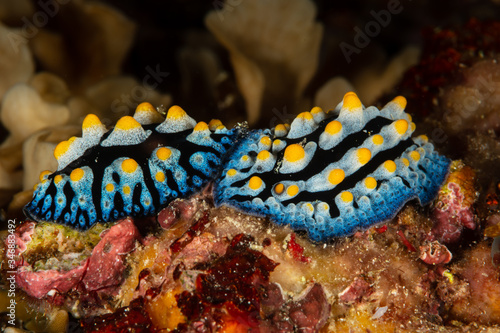 Vászonkép two nudibranch sea slug tula phyllidia