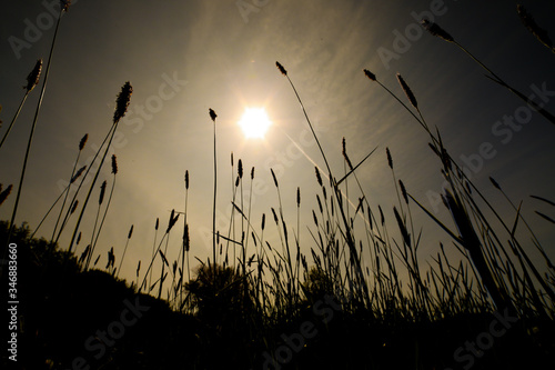 Bl  hende Gr  ser im Sonnenuntergang auf einer Wiese mit blauem Himmel Heuschnupfen Allergie