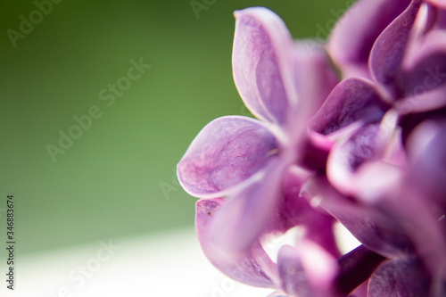 
Ветки розовые и фиолетовой сирени на белом фоне, букет сирени и цветы сирени в воде, брызги от сирени