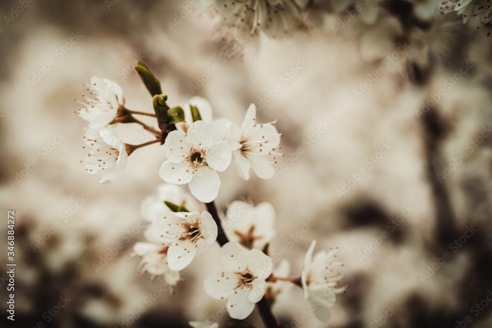 branch with appleblossom on appletree in spring - horizontal branch with appleblossom on appletree in spring - horizontal