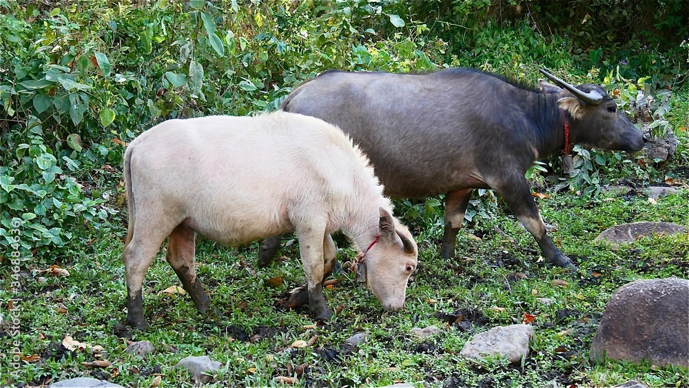 Asian buffalos heard grazing in green field Asian buffalos heard grazing in green field