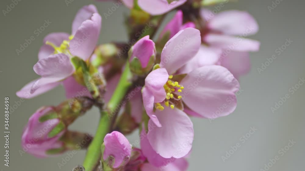 timelapse flowering of pink almonds in the rays of the sun on a light background timelapse flowering of pink almonds in the rays of the sun on a light background