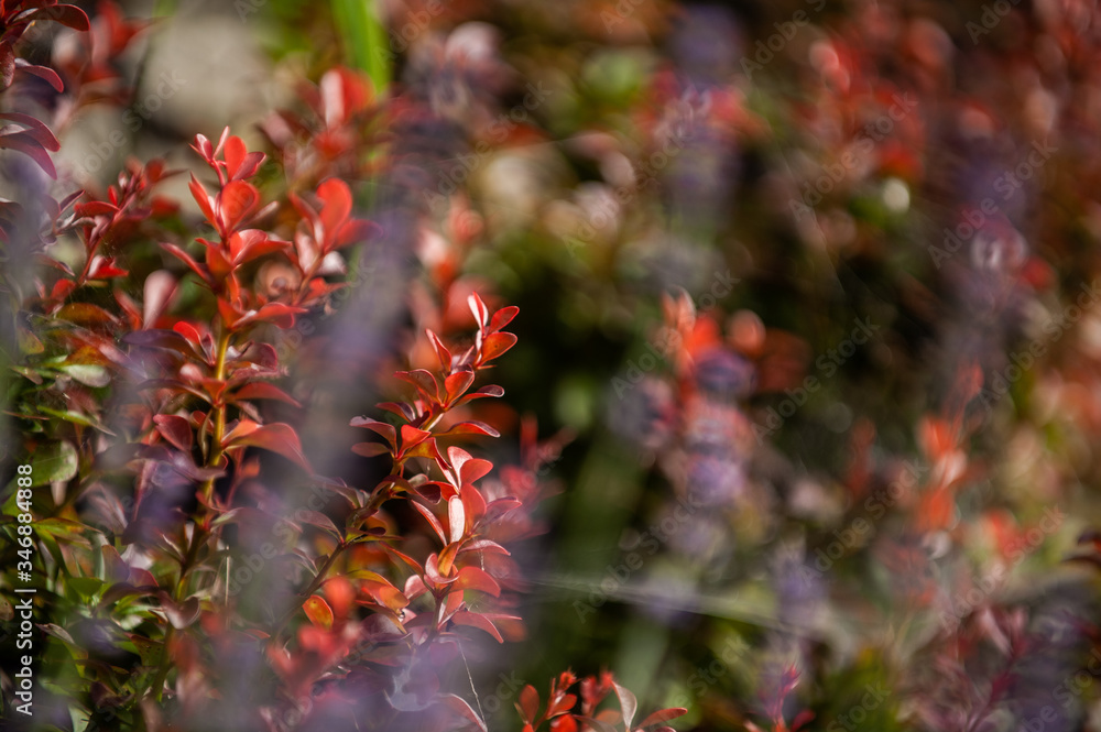 Blutberberitze Berberis thunbergii 'Atropurpurea' im Seitenlicht vor unscharfem Hintergrund Blutberberitze Berberis thunbergii 'Atropurpurea' im Seitenlicht vor unscharfem Hintergrund