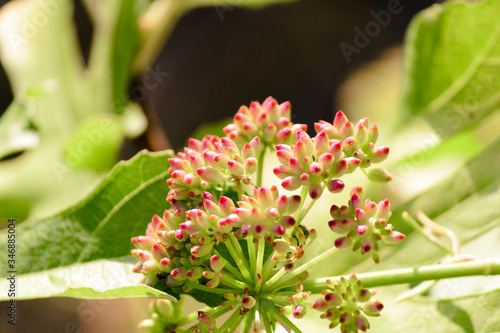 Close up detail of a little beautiful and delicate flower, white thik ends and red tips. photo