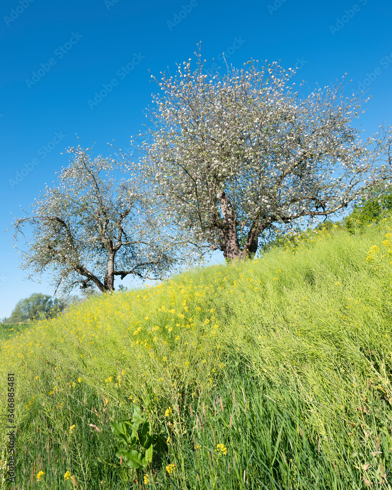 yellow flowers and apple blossoms under blue sky in spring yellow flowers and apple blossoms under blue sky in spring