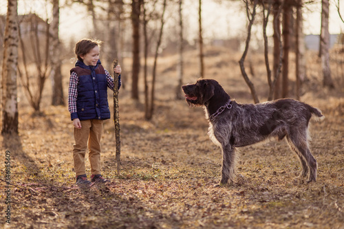 happy boy trains a puppy in nature in the park. A child walks with a big dog. Best friends animals. Drathaar is a German breed. childhood leisure game. Training team to lie. Young canine. 