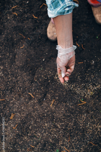 Small seeds come flying out of the farmer's hand sowing grass on a sunny summer, top view