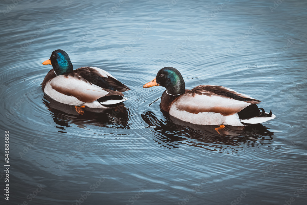 Birds and animals in wildlife concept. Amazing mallard duck swims in lake or river with blue water under sunlight landscape. Birds and animals in wildlife concept. Amazing mallard duck swims in lake or river with blue water under sunlight landscape.