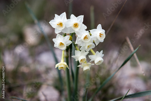 Tableau sur toile Bouquet of narcissus in the wild