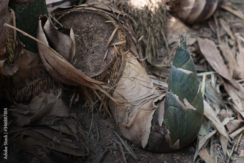 Bamboo shoots in the forest sticking up from the ground.