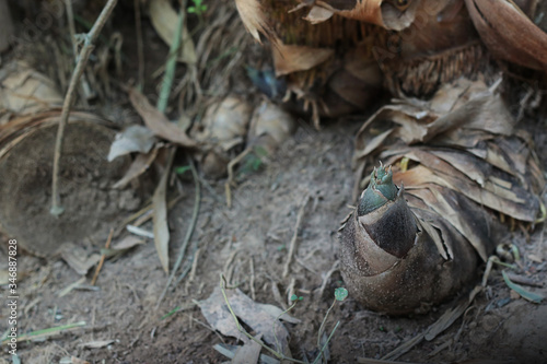 Bamboo shoots in the forest sticking up from the ground.