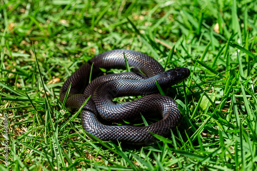 The Mexican black kingsnake (Lampropeltis getula nigrita) is part of the larger colubrid family of snakes, and a subspecies of the common kingsnake. photo