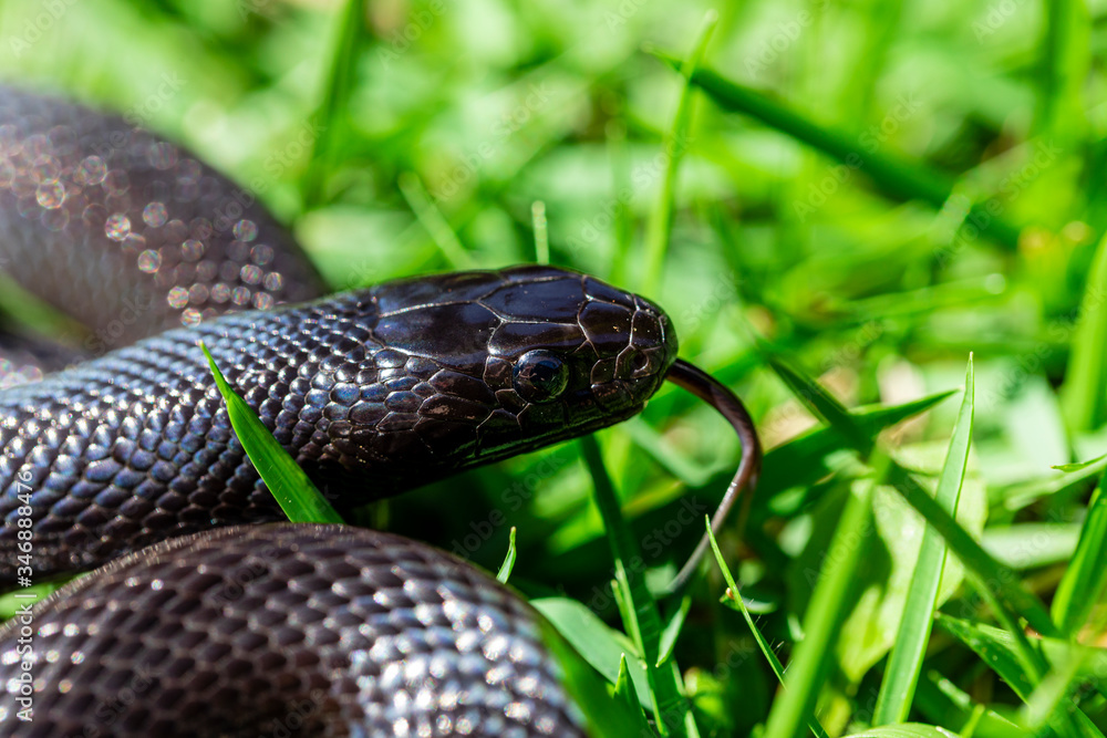 The Mexican black kingsnake (Lampropeltis getula nigrita) is part of