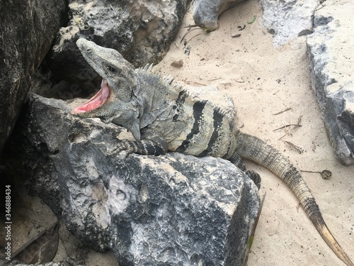 Closeup profile face and body of reptile. Lizard with dark eys, danger face scaly and spiny skin, wide open mouth Mexican grey striped iguana on the stone, portrait. Look away