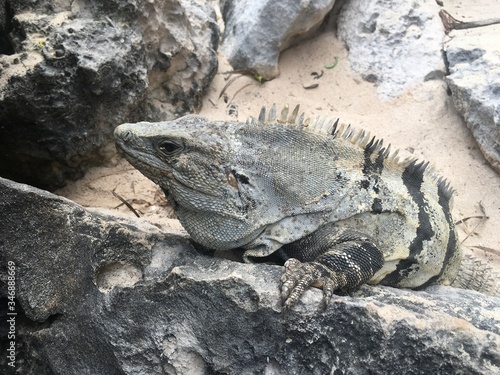 Closeup profile face and body of reptile. Lizard with dark eys, danger face scaly and spiny skin, wide open mouth Mexican grey striped iguana on the stone Look away