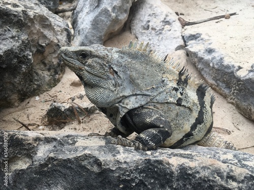Closeup profile face and body of reptile. Lizard with dark eys, danger face scaly and spiny skin, wide open mouth Mexican grey striped iguana on the stone Look away