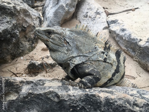 Closeup profile face and body of reptile. Lizard with dark eys  danger face scaly and spiny skin  wide open mouth Mexican grey striped iguana on the stone Look away