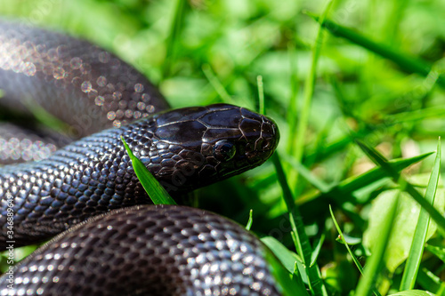 The Mexican black kingsnake (Lampropeltis getula nigrita) is part of the larger colubrid family of snakes, and a subspecies of the common kingsnake.