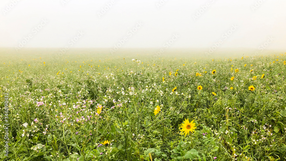 meadow with yellow flowers and a mysterious view