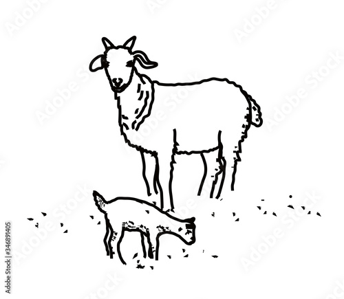 Goat and little goat on a white background. Linear silhouette. Vector illustration. © alina_polina