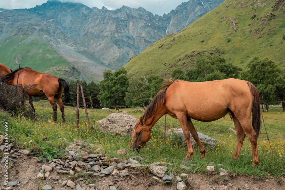 Wild horses grazes in a meadow at the foot of the Caucasus Mountains. Two horses background. In the field of scenic nature landscape