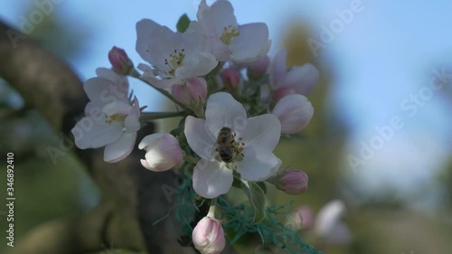 Bee pollinates a flower