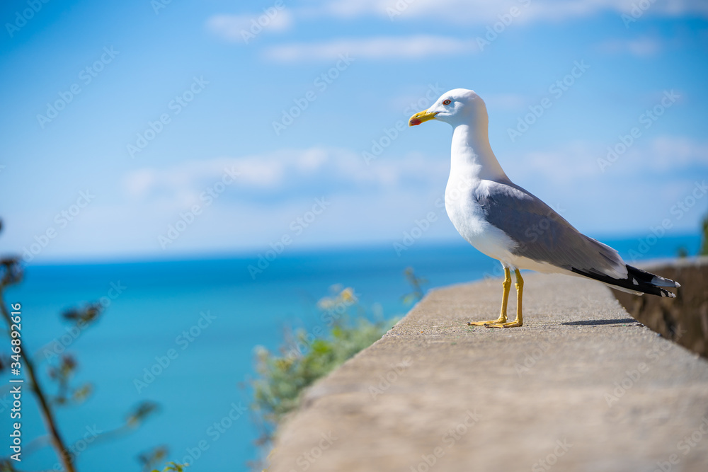 Fototapeta premium seagull on the sea, copy space