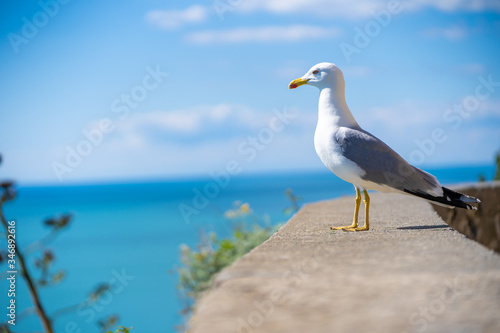 seagull on the sea  copy space
