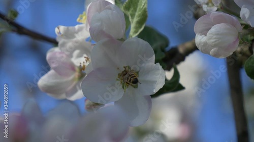 Bee pollinates a flower