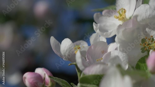 Bee pollinates a flower