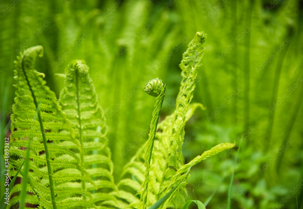 natural green fern in the forest on a sunny morning natural green fern in the forest on a sunny morning